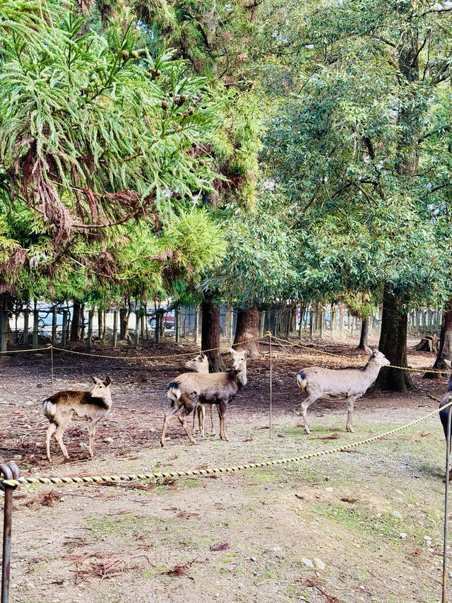 在奈良餵鹿。 在奈良餵鹿。