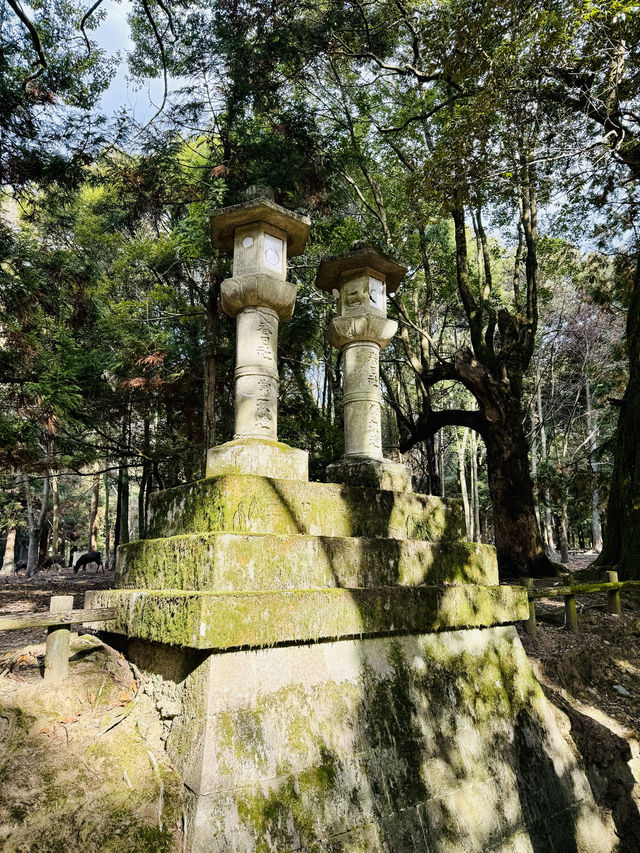 在奈良餵鹿。 在奈良餵鹿。