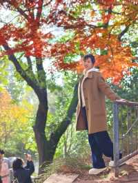 一棵樹帶火了一個公園——西安紡織公園。
