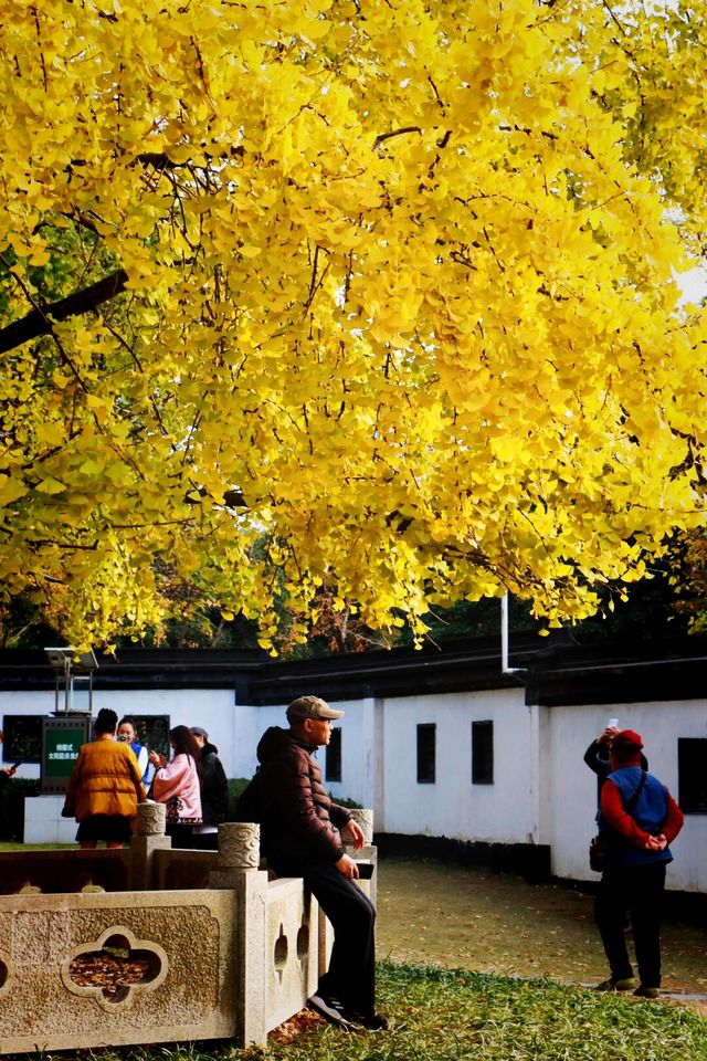 錯過這一年，上海古樹公園001號古銀杏黃。
