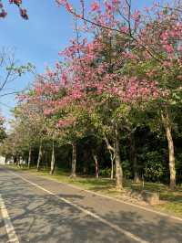 順峰山公園，異木棉的浪漫之約