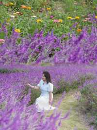 魔都覓秋｜秋意正濃邀您進入粉色花海浪漫