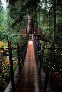Capilano Suspension Bridge Park: A Must-Visit in Rainy Weather