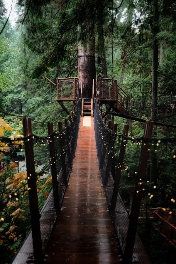Capilano Suspension Bridge Park: A Must-Visit in Rainy Weather
