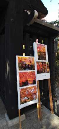 【最美紅葉季】兜兜轉轉嵯峨野，看罷山林看古寺…