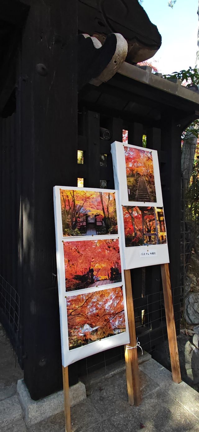 【最美紅葉季】兜兜轉轉嵯峨野，看罷山林看古寺…