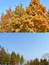 廣州周邊遛娃北江南岸公園落羽杉紅了