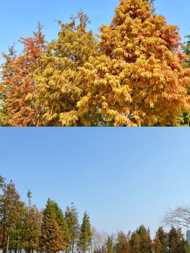 廣州周邊遛娃北江南岸公園落羽杉紅了