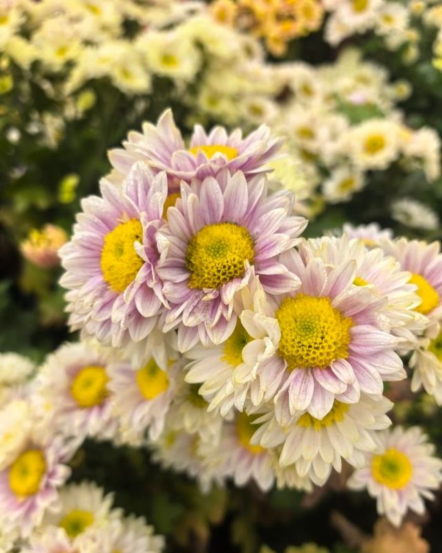 秦嶺國家植物園