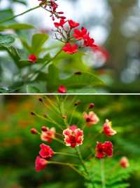 布城植物園｜粉紅清真寺旁的綠色氧吧