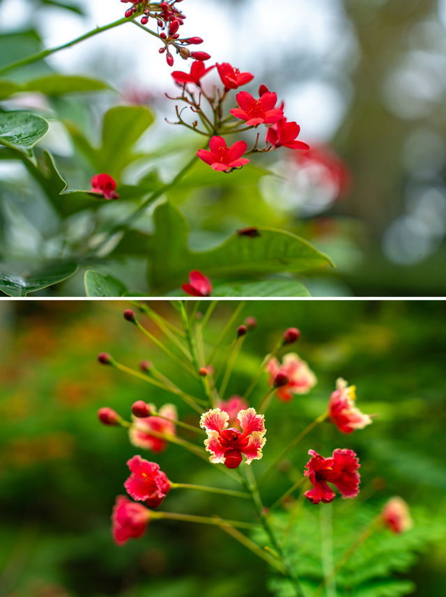 布城植物園｜粉紅清真寺旁的綠色氧吧
