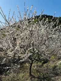 廣州從化雞枕山·白梅花海