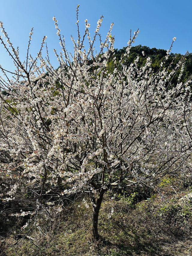 廣州從化雞枕山·白梅花海
