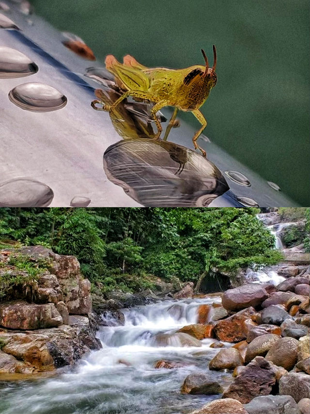 原生態雨林探險發現大自然中的千姿百態