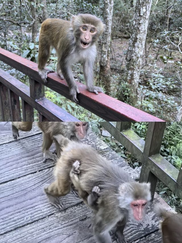 銀杉公園，揭秘大自然中的珍稀寶藏！