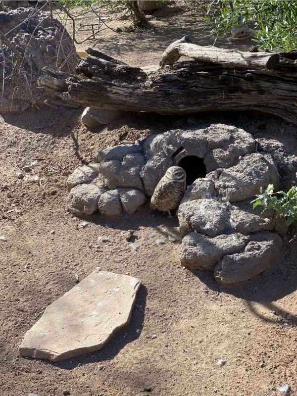 Discover the Phoenix Zoo: A Weekend Adventure with Dinosaurs
