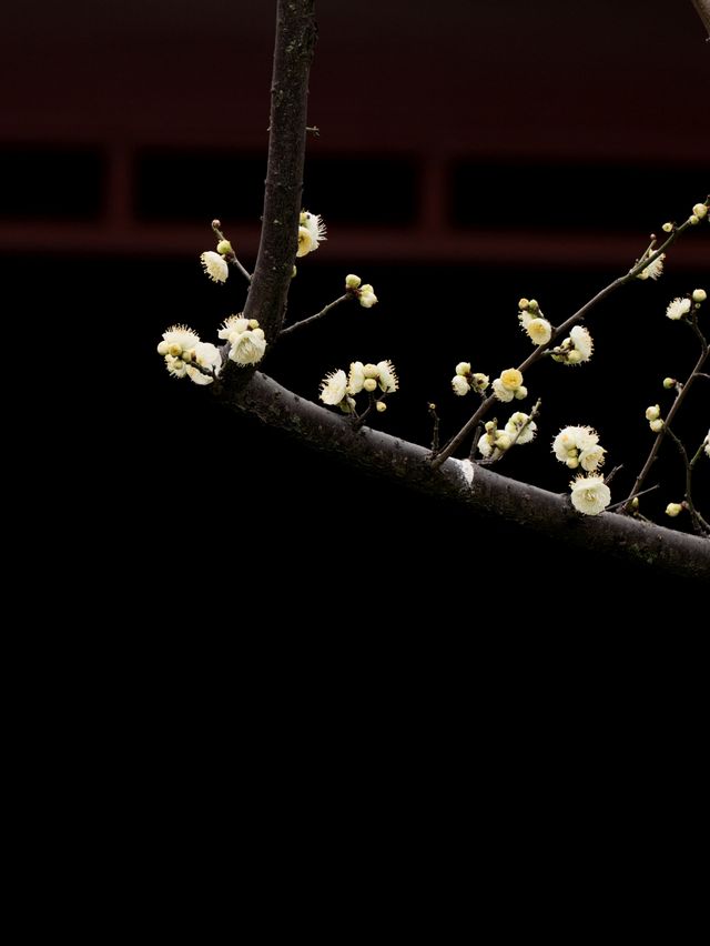 快去，罨畫池的梅花不多了