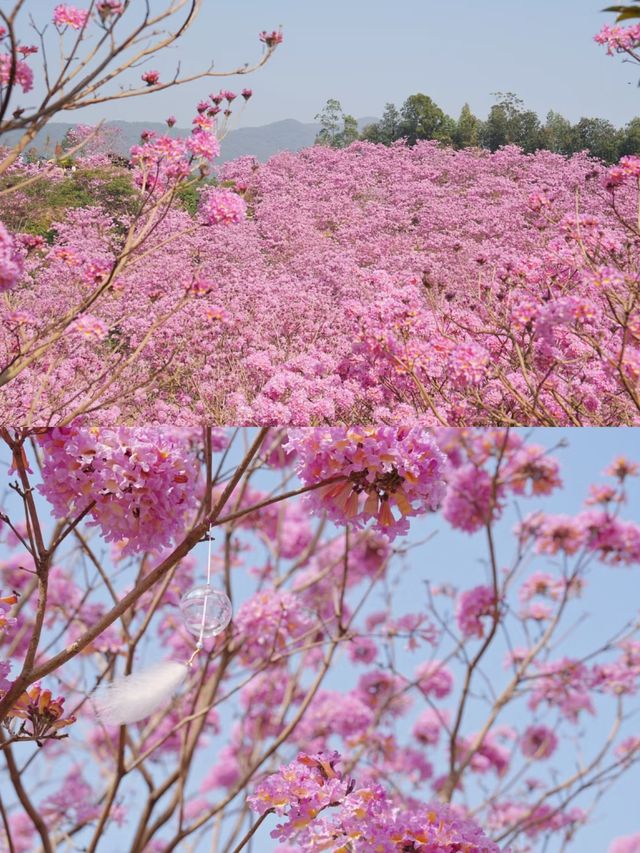 美麗的花海