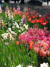 《深圳市仙湖植物園的花語世界》