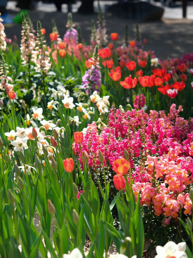 《深圳市仙湖植物園的花語世界》