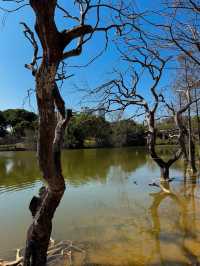 🌳 珠海的自然樂園 - 香山湖公園 🌳