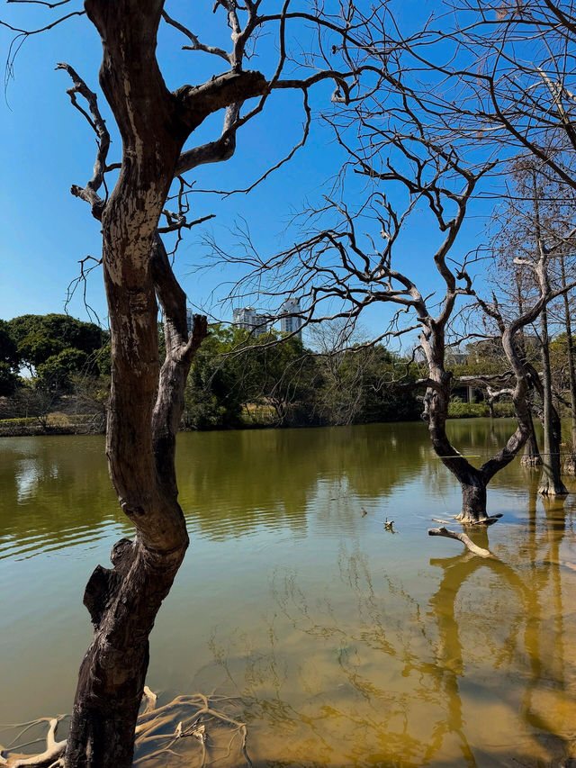 🌳 珠海的自然樂園 - 香山湖公園 🌳