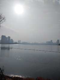 春和景明沙湖賞梅看平頭的606大廈