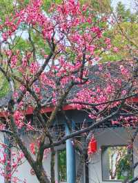 2.14實拍︳古漪園的梅花已經開了！可以衝！