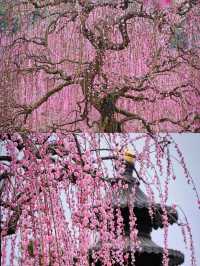 溫州1H｜這座禪寺的梅花瀑布，真的美哭我了