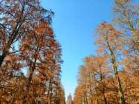 青西郊野公園絕對是任何季節都值得去的地方！