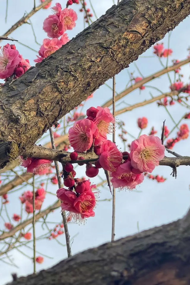 燦爛「梅」景~快來信陽這些地方打卡吧！