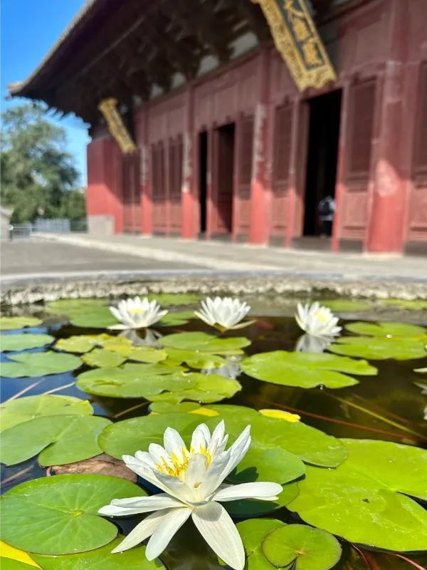 奉國寺：千年古剎的寧靜與莊嚴