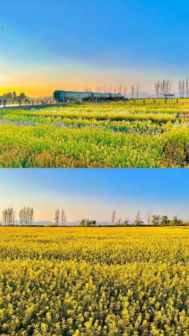 開往春天的列車，昆明的油菜花開啦