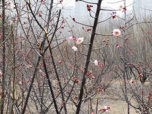 含苞待放嘅垣曲梅花園。