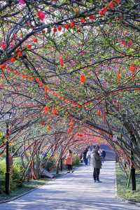 2.25實拍！成都棠湖公園海棠花絕美！