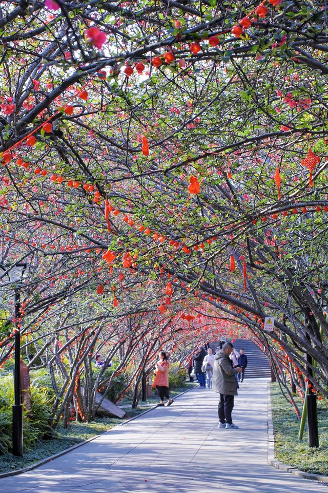 2.25實拍！成都棠湖公園海棠花絕美！