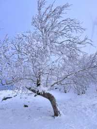2日攻略｜哈爾濱-雪鄉 猶如置身電影世界