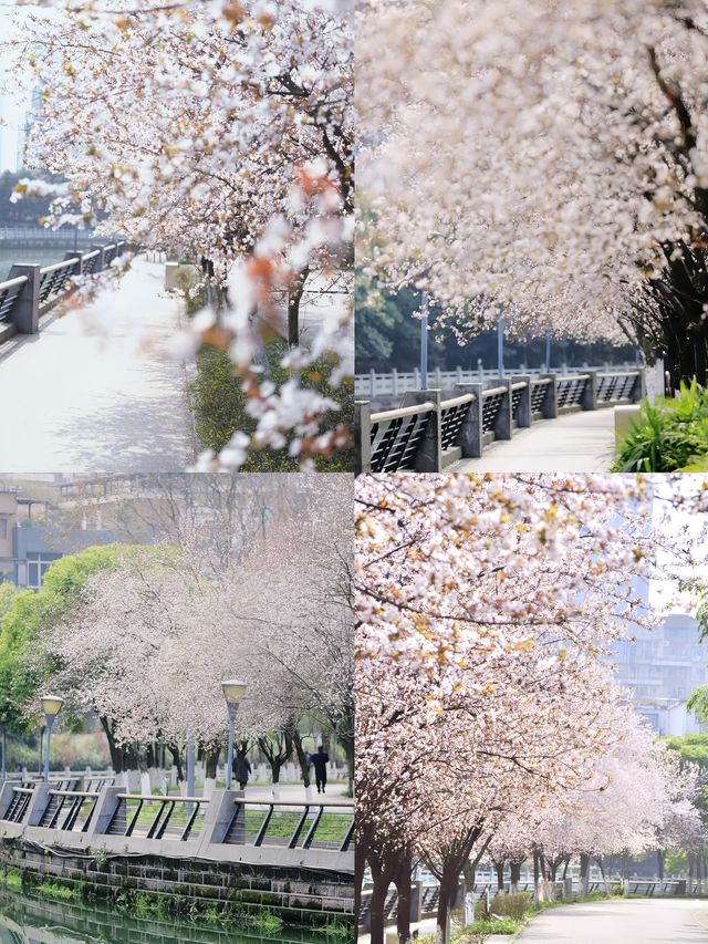 春日限定！成都賞花地圖大公開