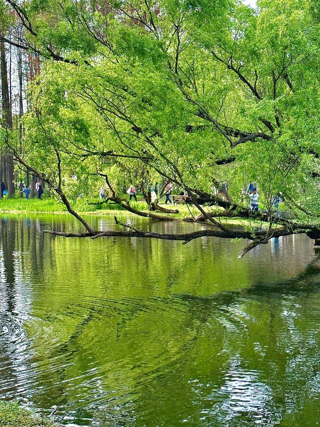 共青國家森林公園遊玩攻略