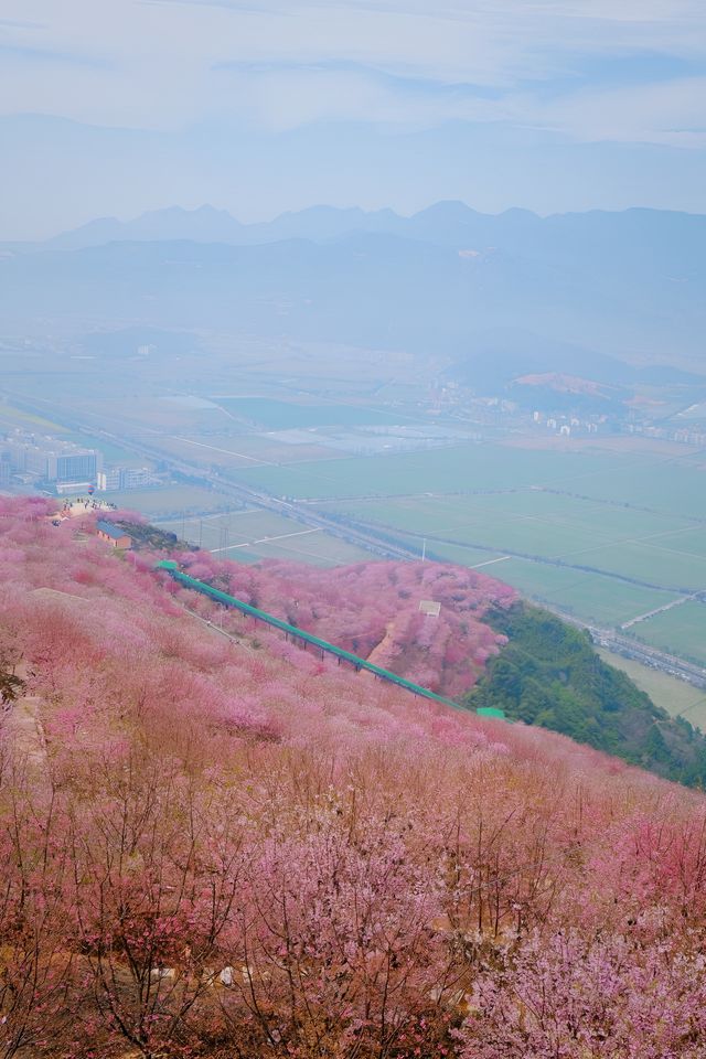 去日本做咩啊！！溫州嘅漫山櫻花真係靚到爆
