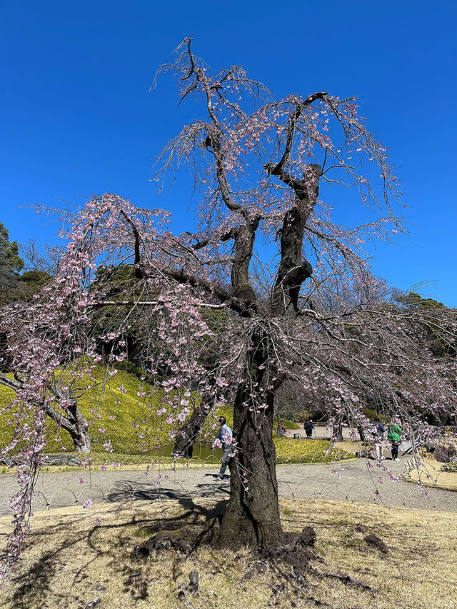 東京櫻花｜小石川後樂園的古老垂枝櫻