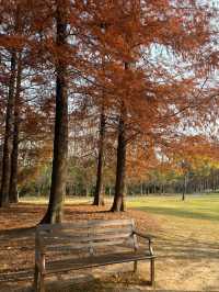 上海濱江森林公園