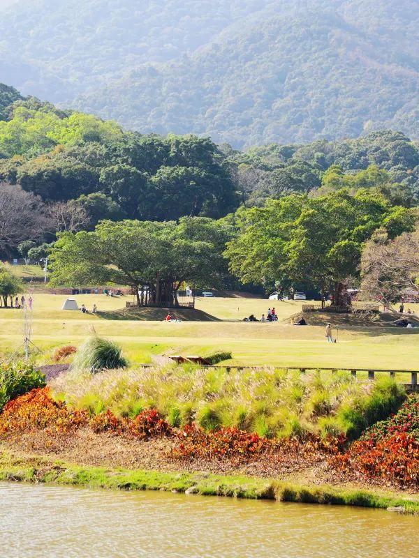 🌸鹽田限定！恩上濕地格桑花海，美到失語