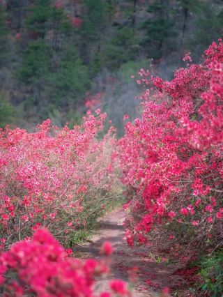 Spring is in the air in Hubei, encounter the most beautiful April in Hubei.