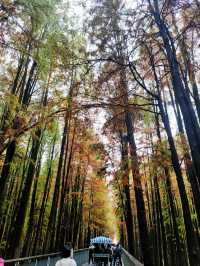 是誰闖進了綠野仙蹤？杭州抹茶綠的青山湖