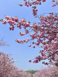 🌸期待！貴陽即將迎來浪漫櫻花季