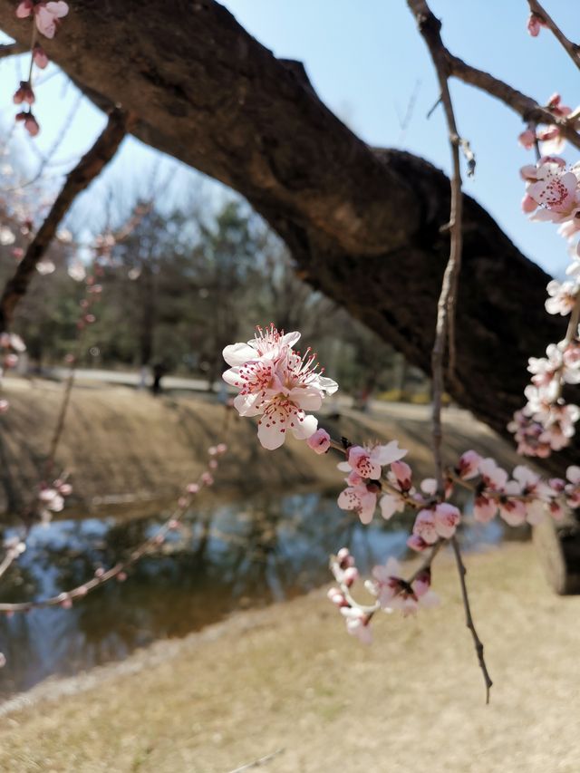 今日嘅奧北森林公園桃花溝