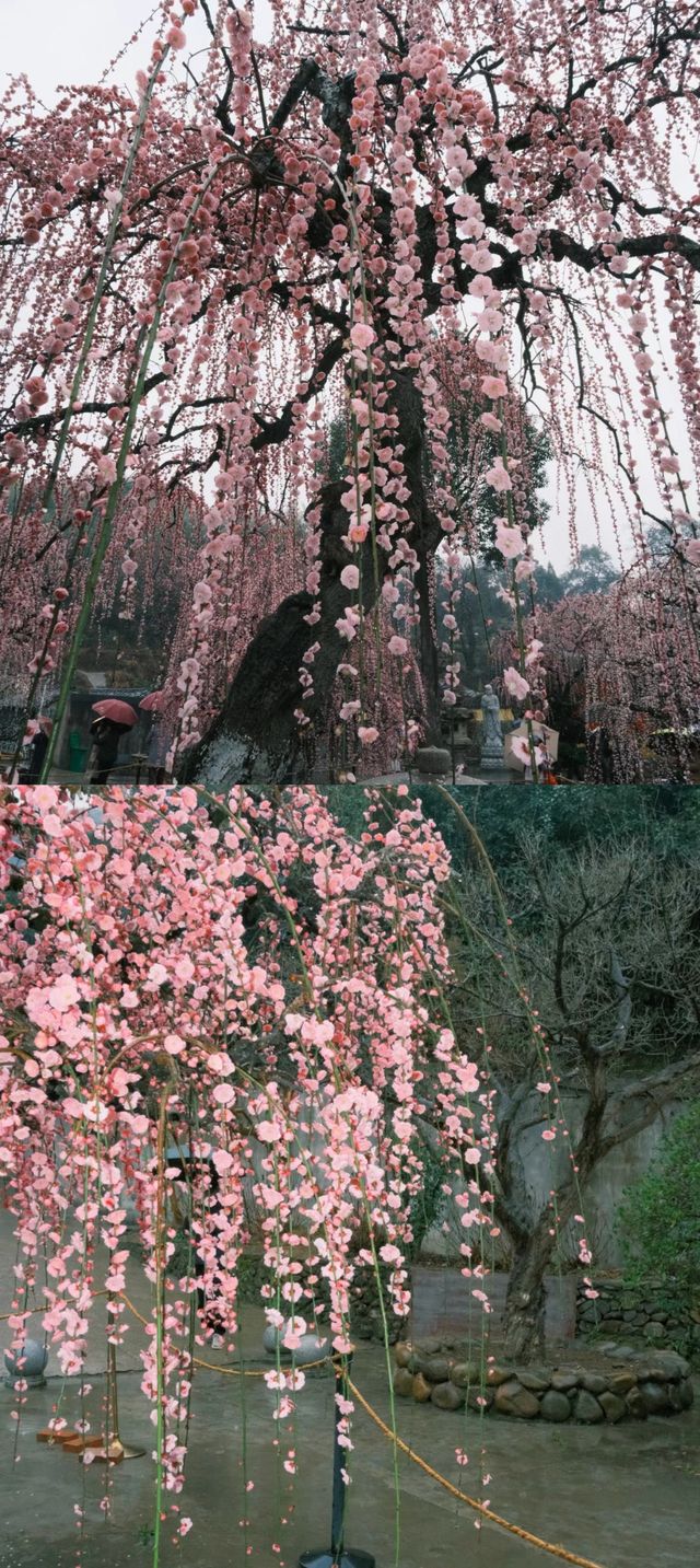雨中龍梅 嬌美靜謐
