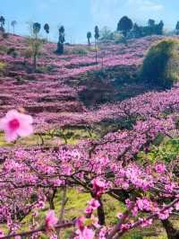 成都3月徒步桃花海｜避開人潮私藏路線