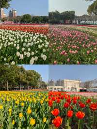 魔都嘅春天，又點可以錯過大寧鬱金香公園